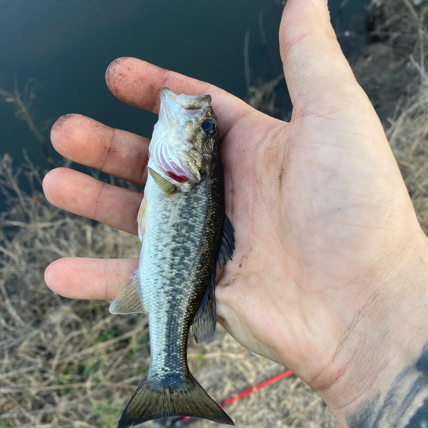 Spotted bass caught on Fishbrain