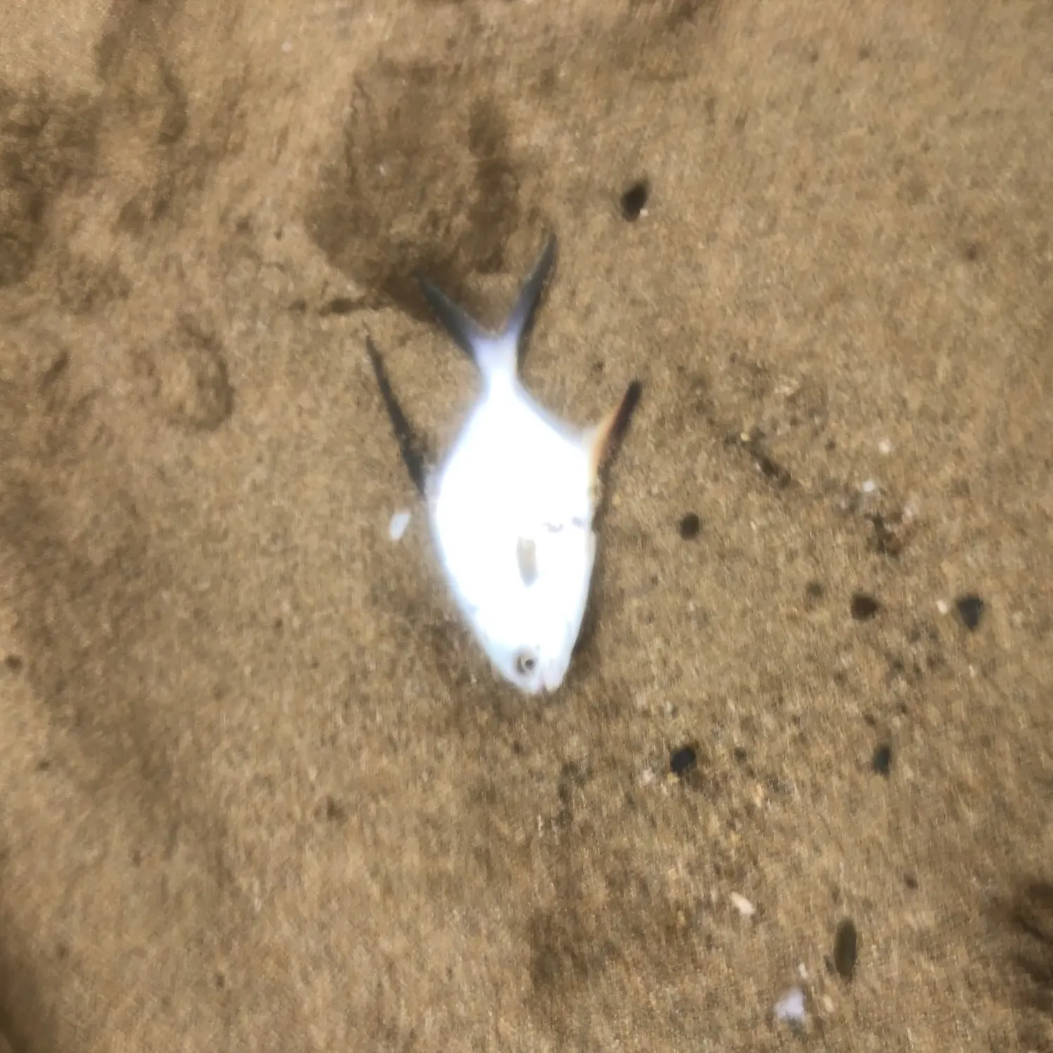 The most recent Palometa catches on Fishbrain
