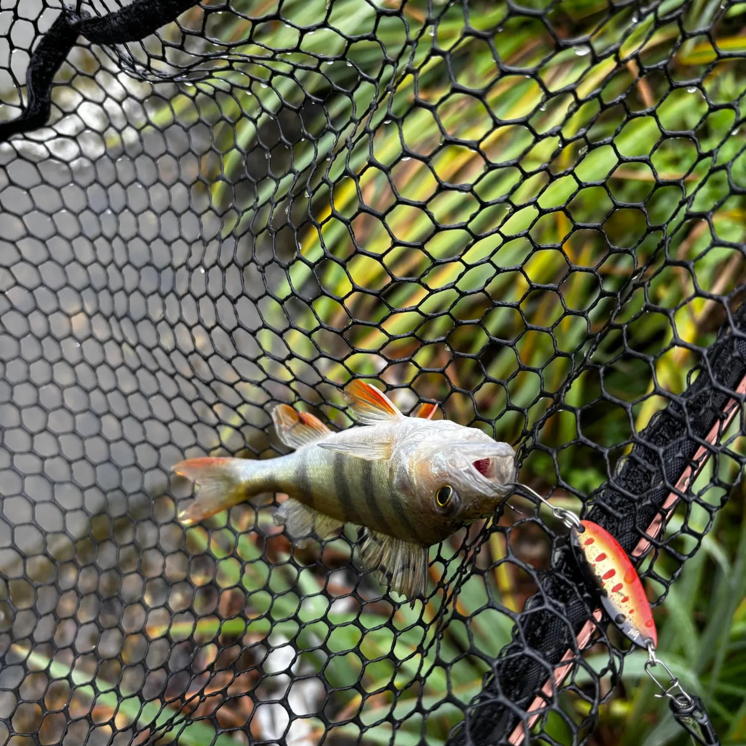 European perch caught on Fishbrain