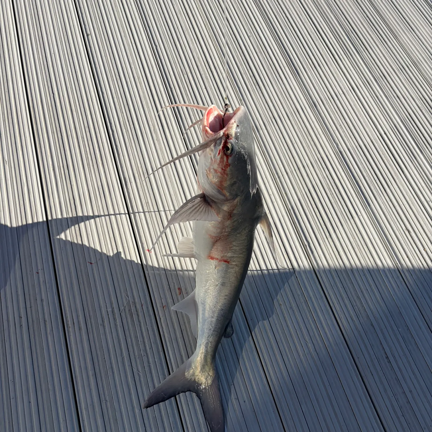 The most recent Gafftopsail sea catfish catches on Fishbrain