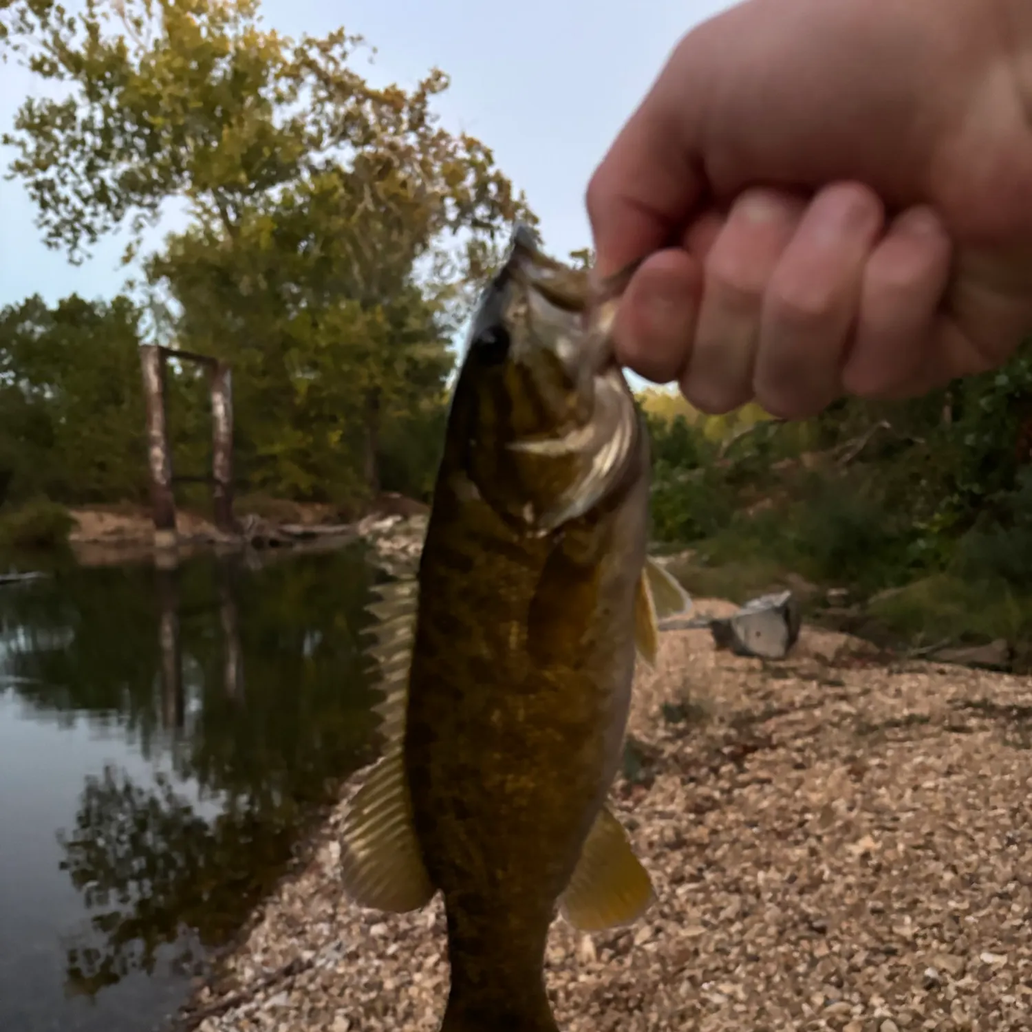 Smallmouth bass caught on Fishbrain