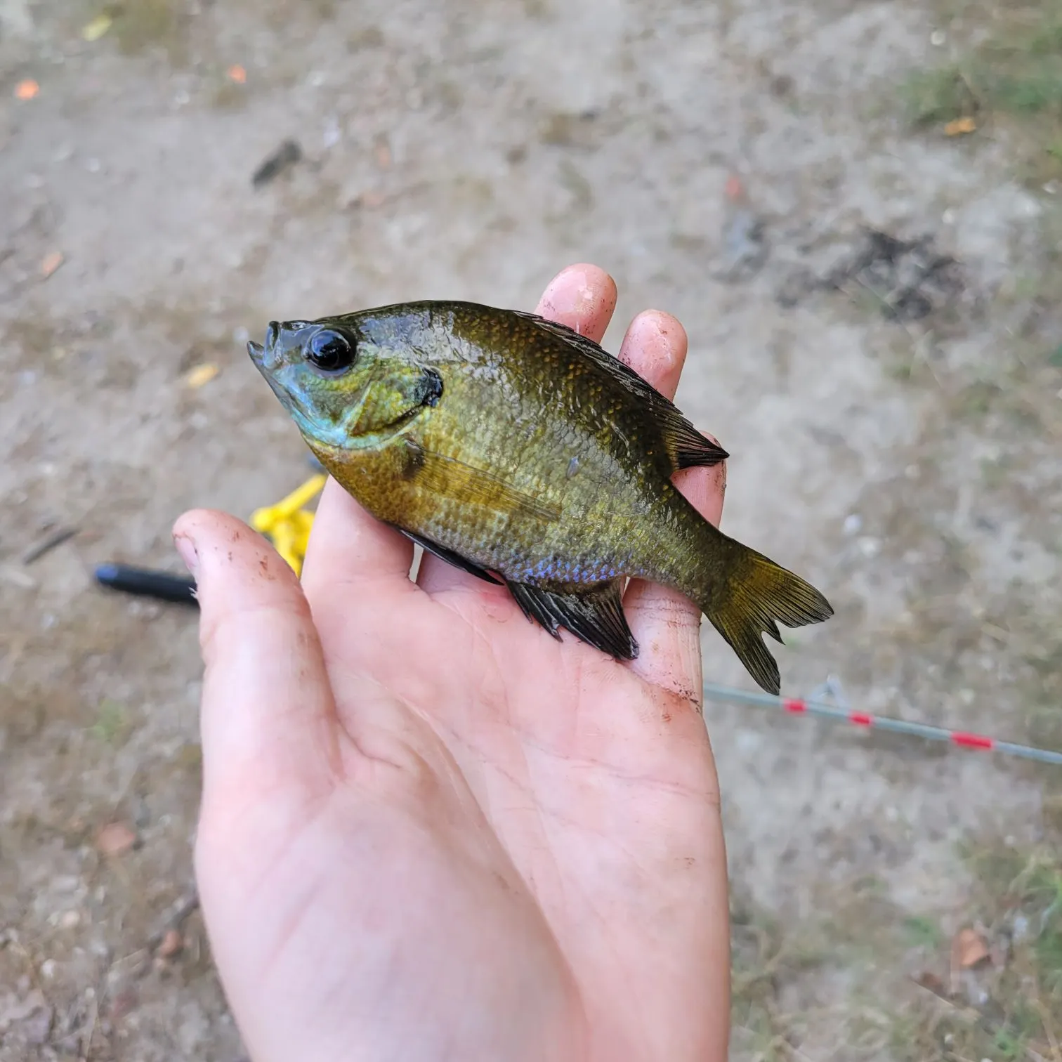 Bluegill caught on Fishbrain