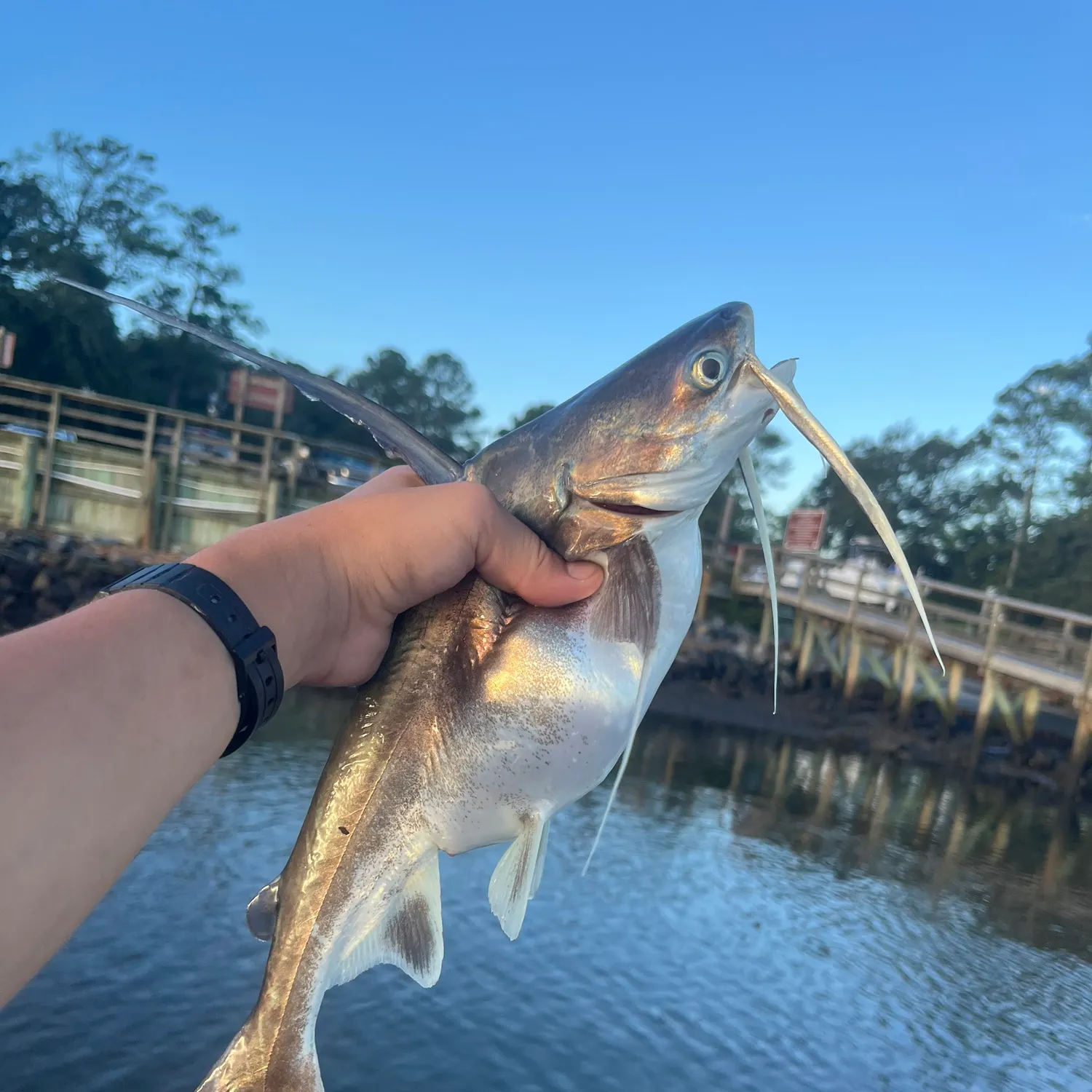 The most recent Gafftopsail sea catfish catches on Fishbrain