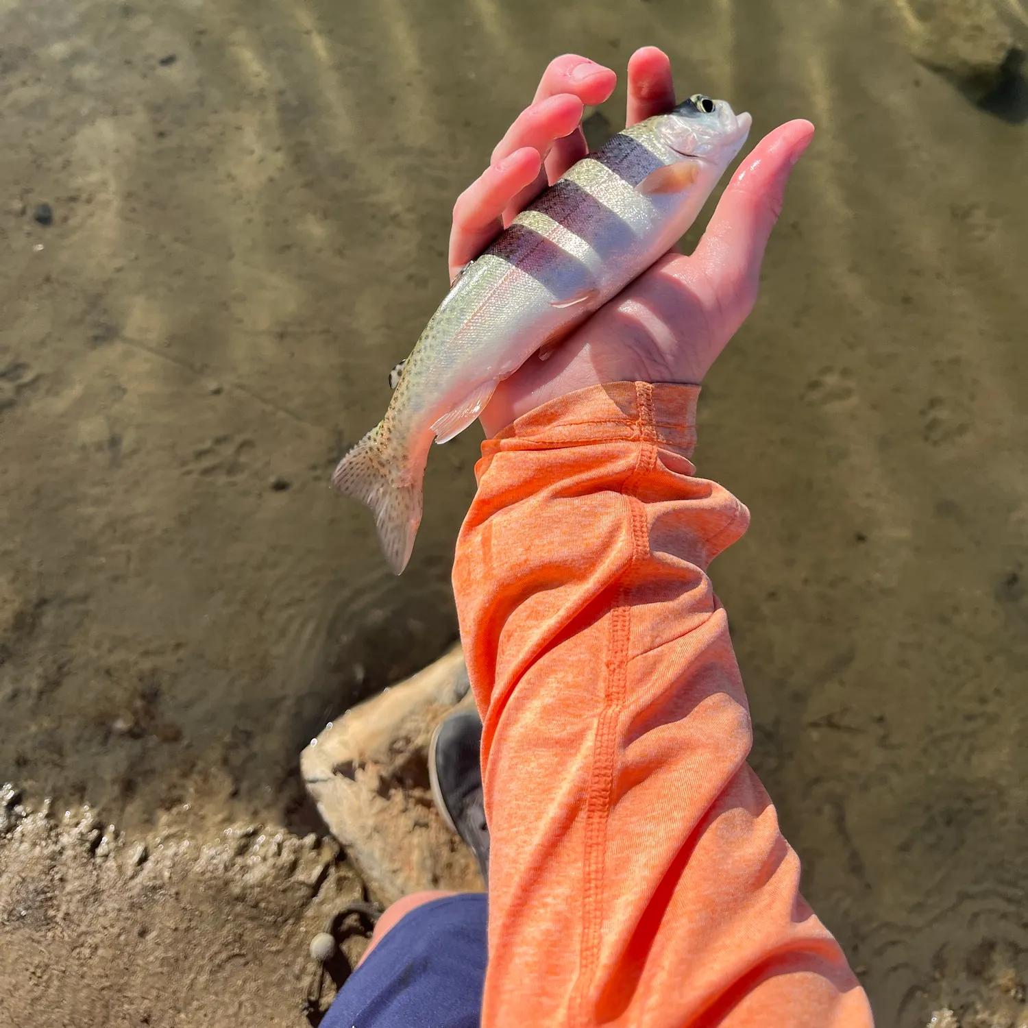 Rainbow trout caught on Fishbrain