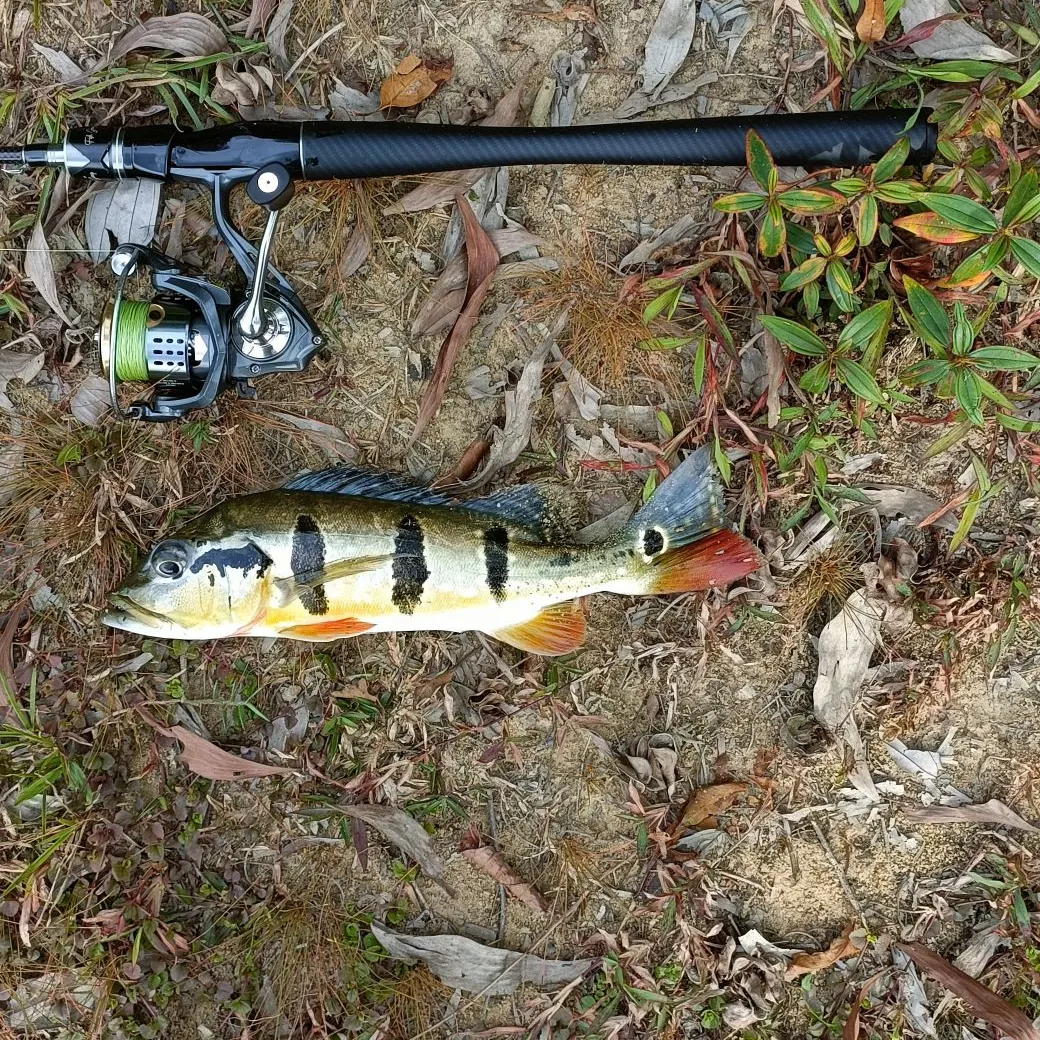 The most recent Speckled peacock bass catches on Fishbrain