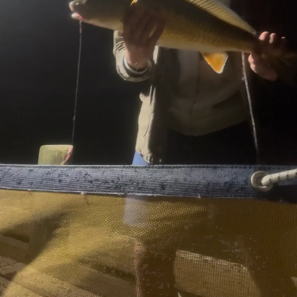 Red drum caught on Fishbrain