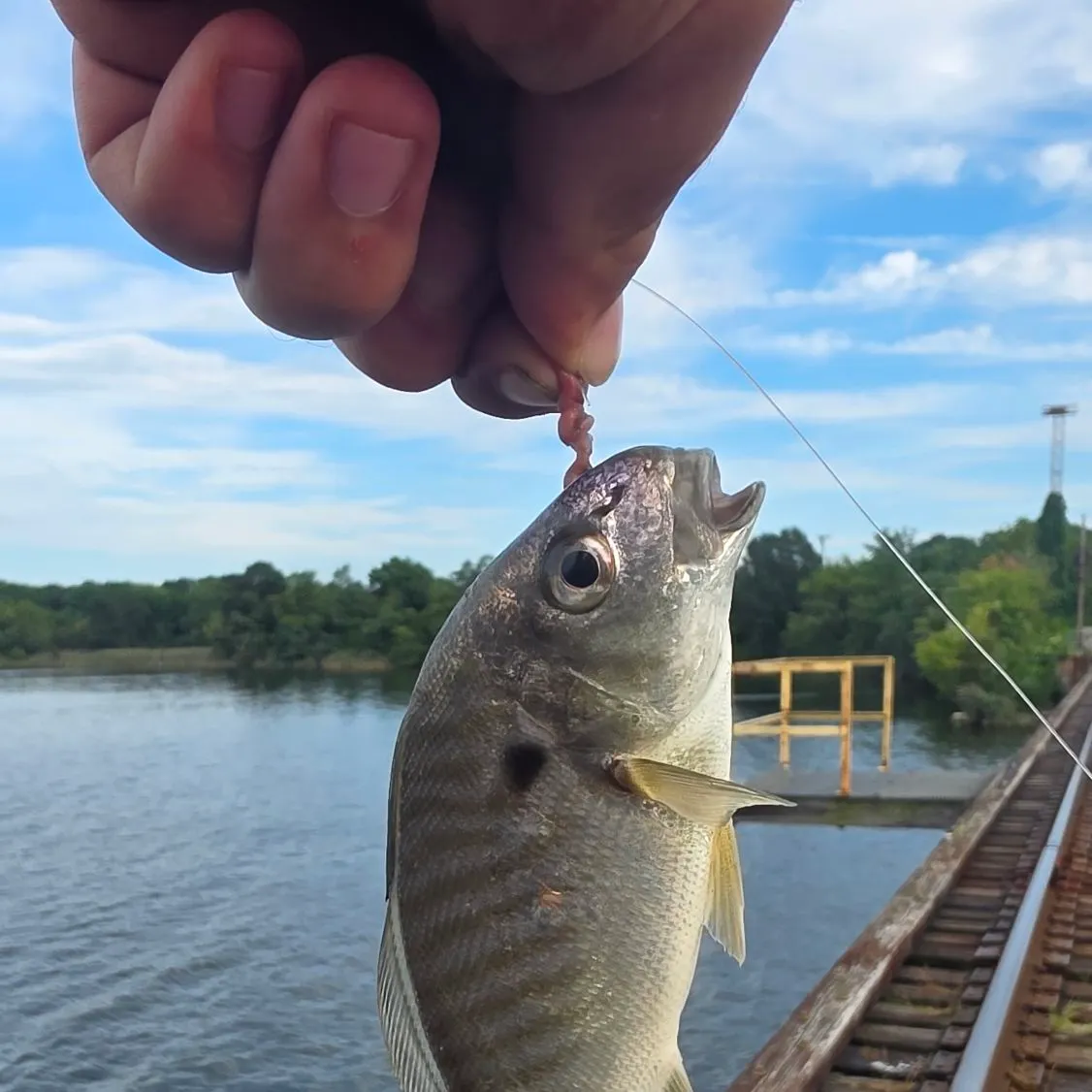 Spot croaker caught on Fishbrain