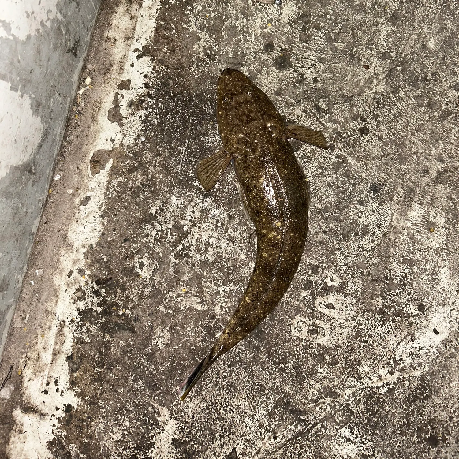 The most recent Bartail flathead catches on Fishbrain