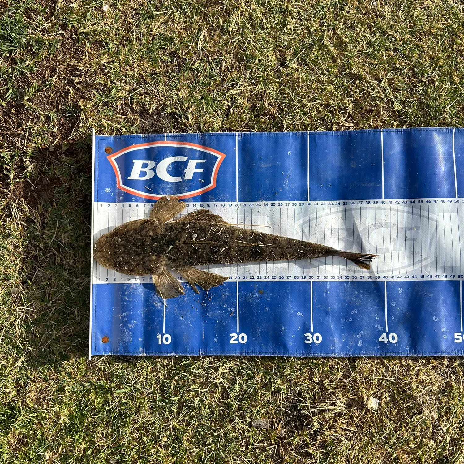 The most recent Bartail flathead catches on Fishbrain