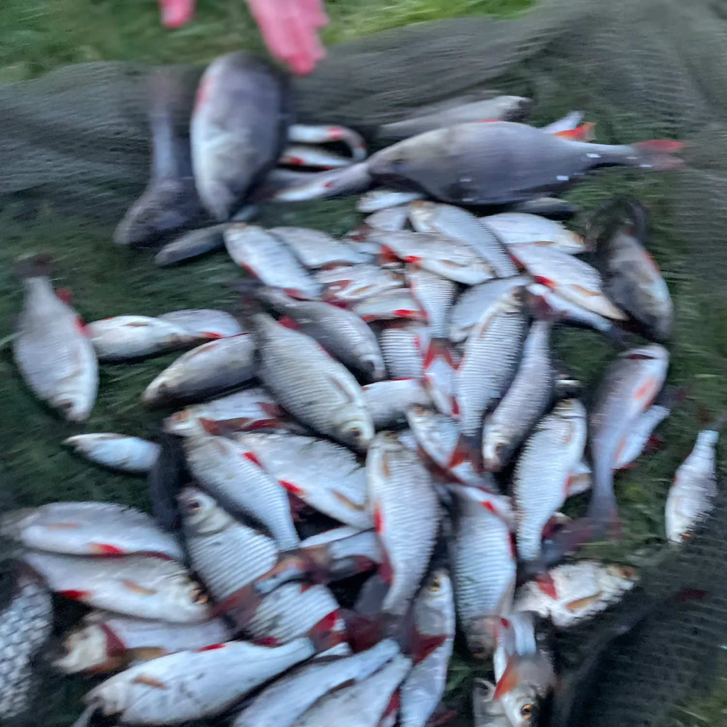 Fish caught on Fishbrain