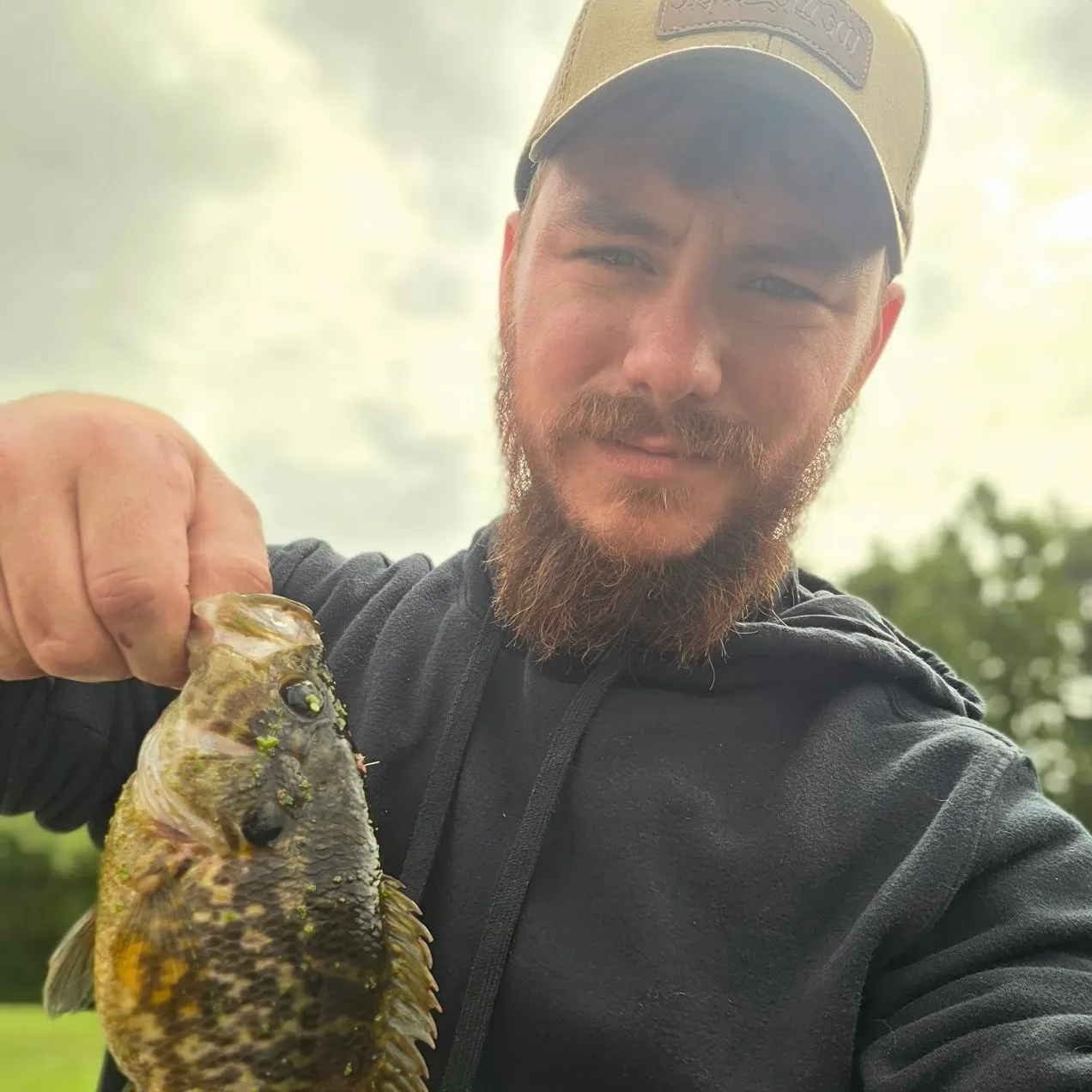 Warmouth caught on Fishbrain