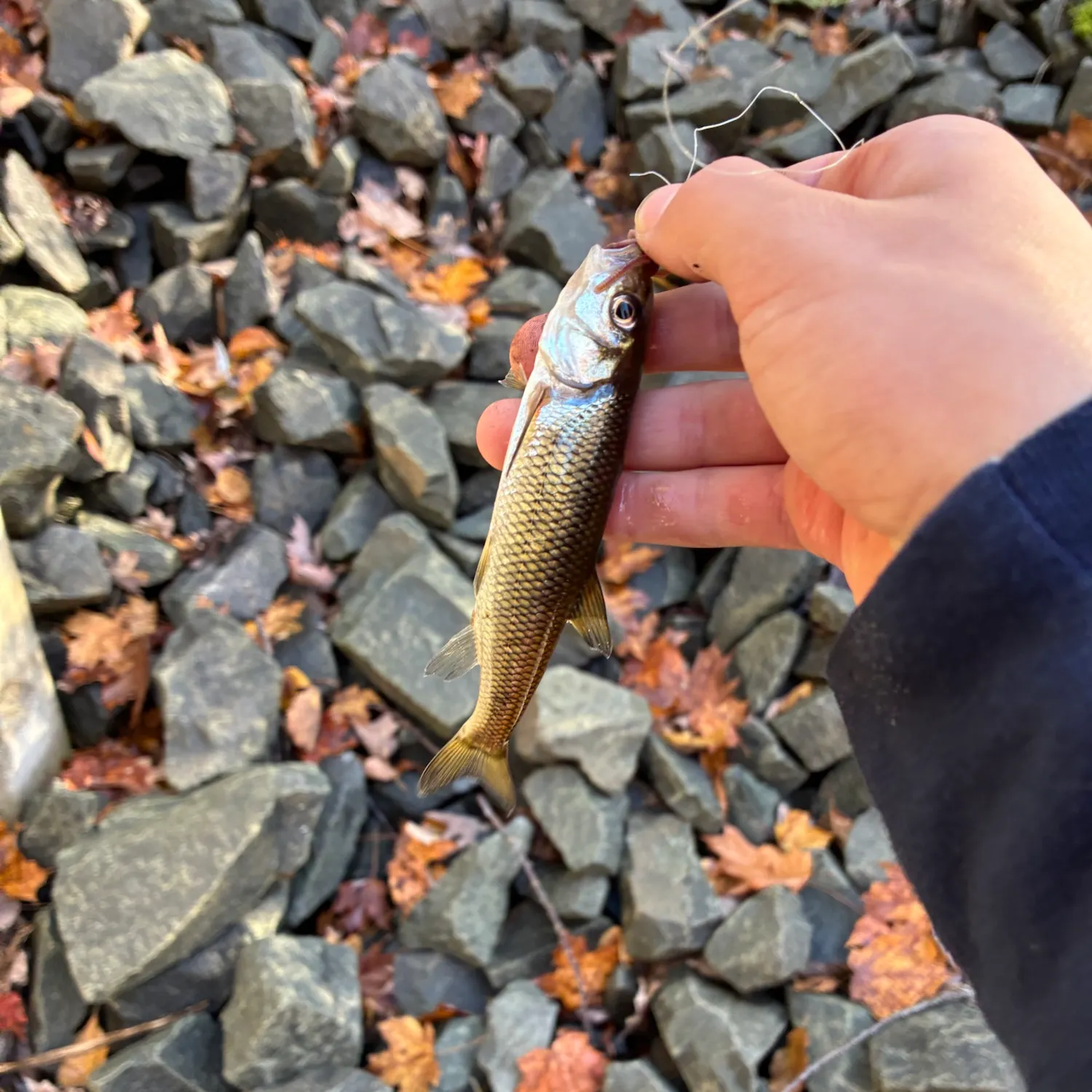 Fallfish caught on Fishbrain