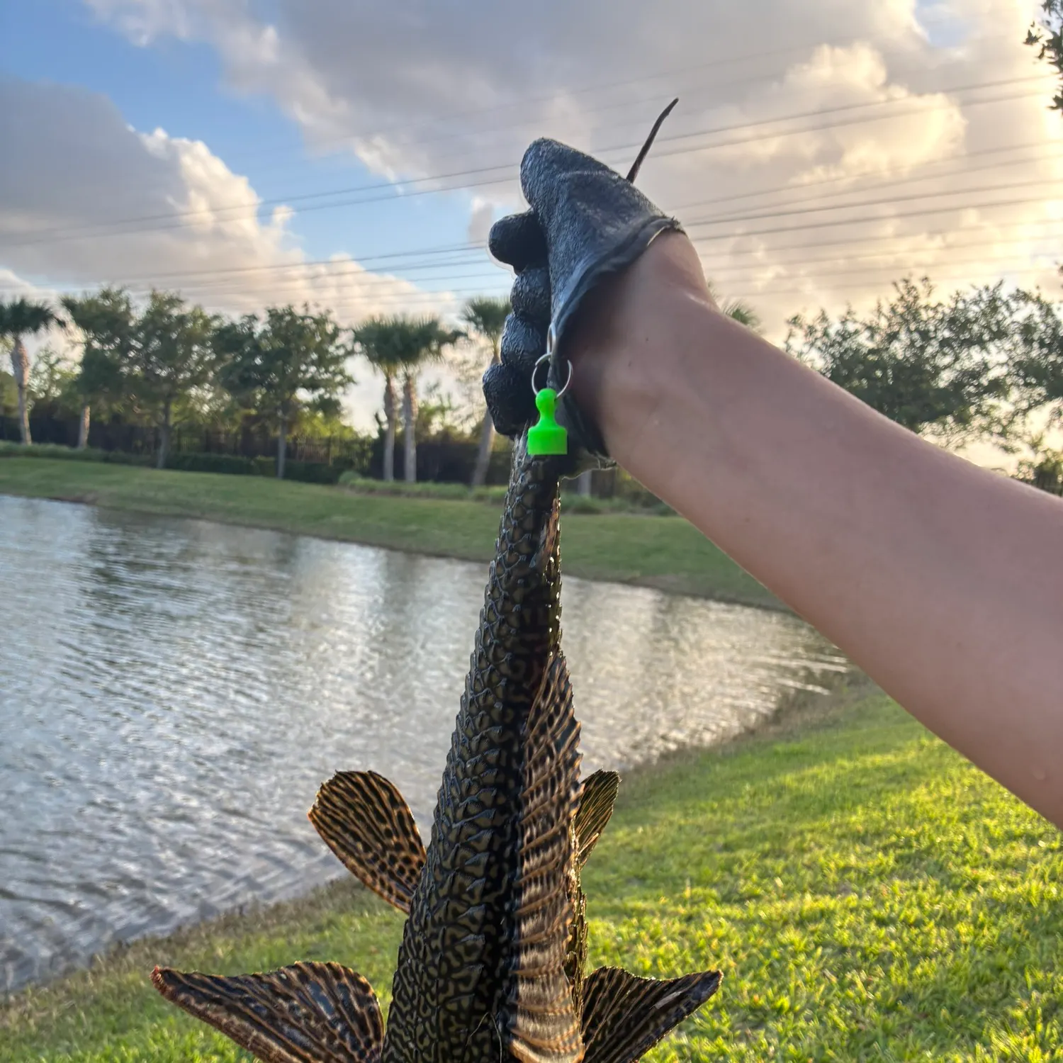 The most recent Suckermouth catfish catches on Fishbrain