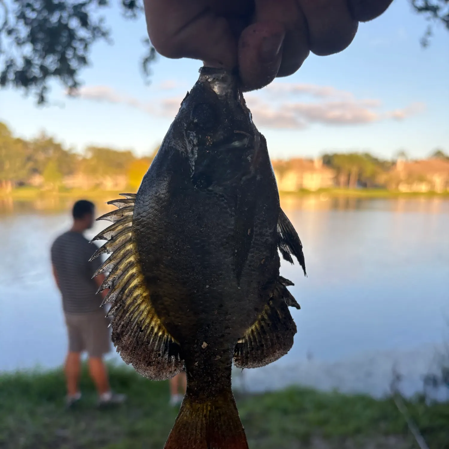 Bluegill caught on Fishbrain