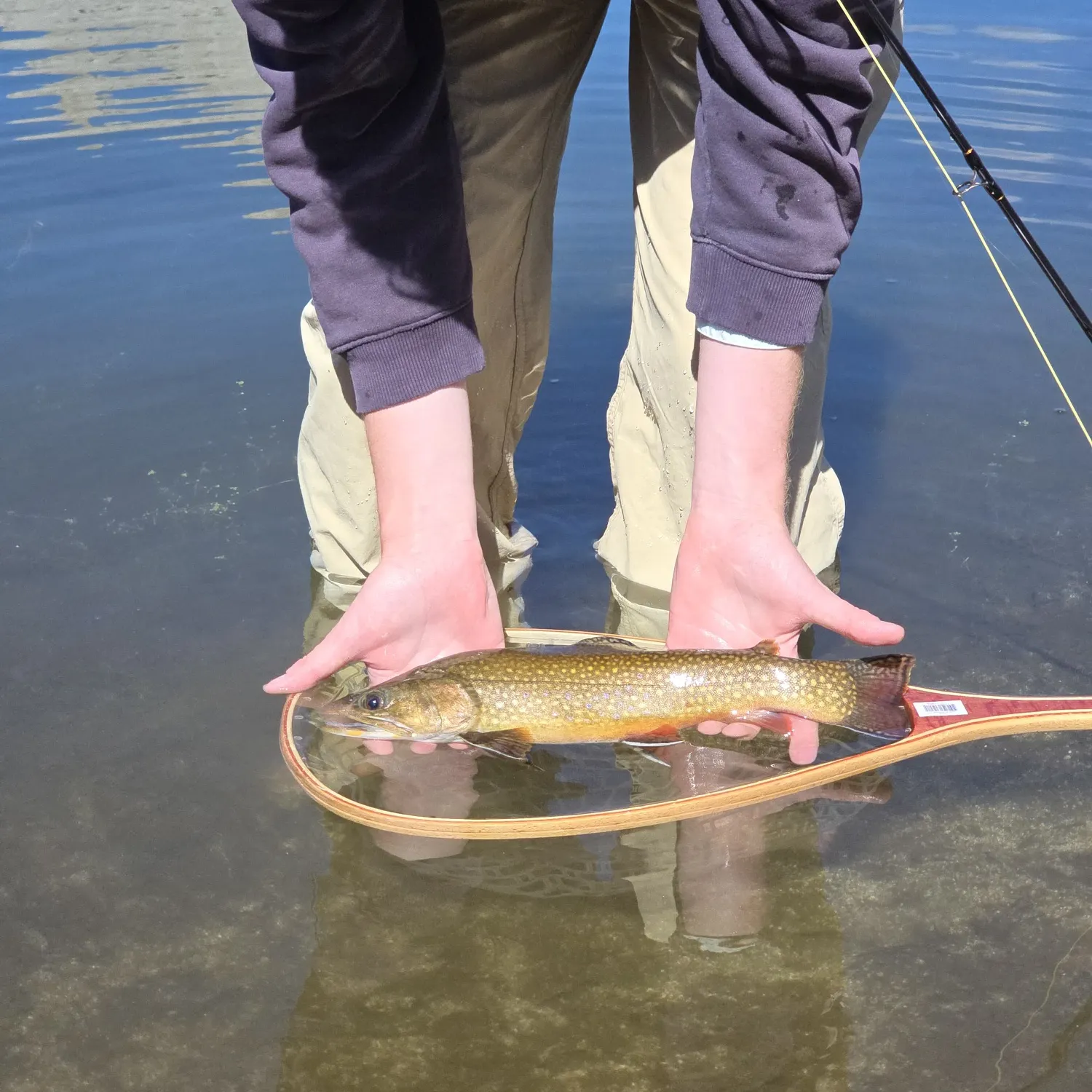 Brook trout caught on Fishbrain
