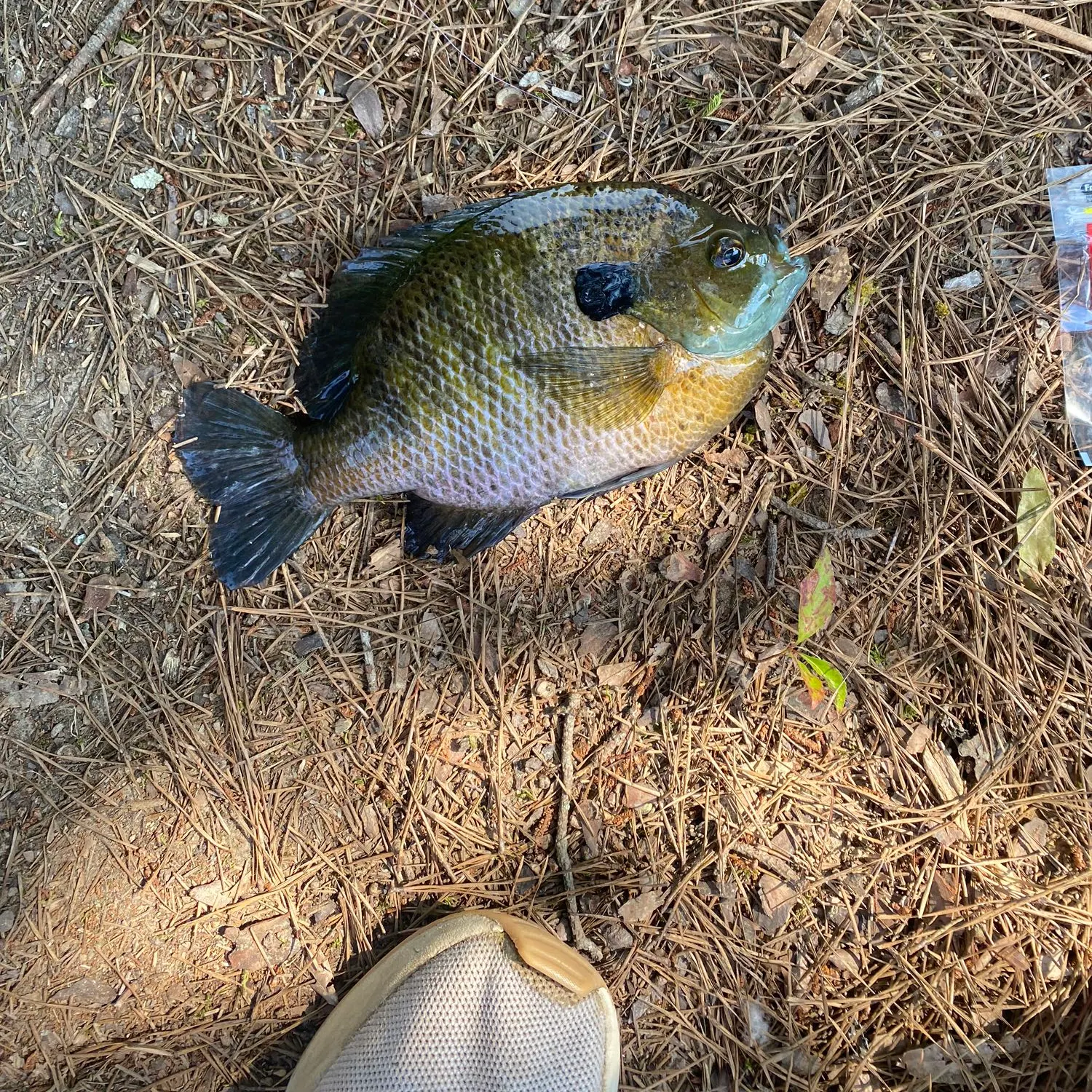 angler catch