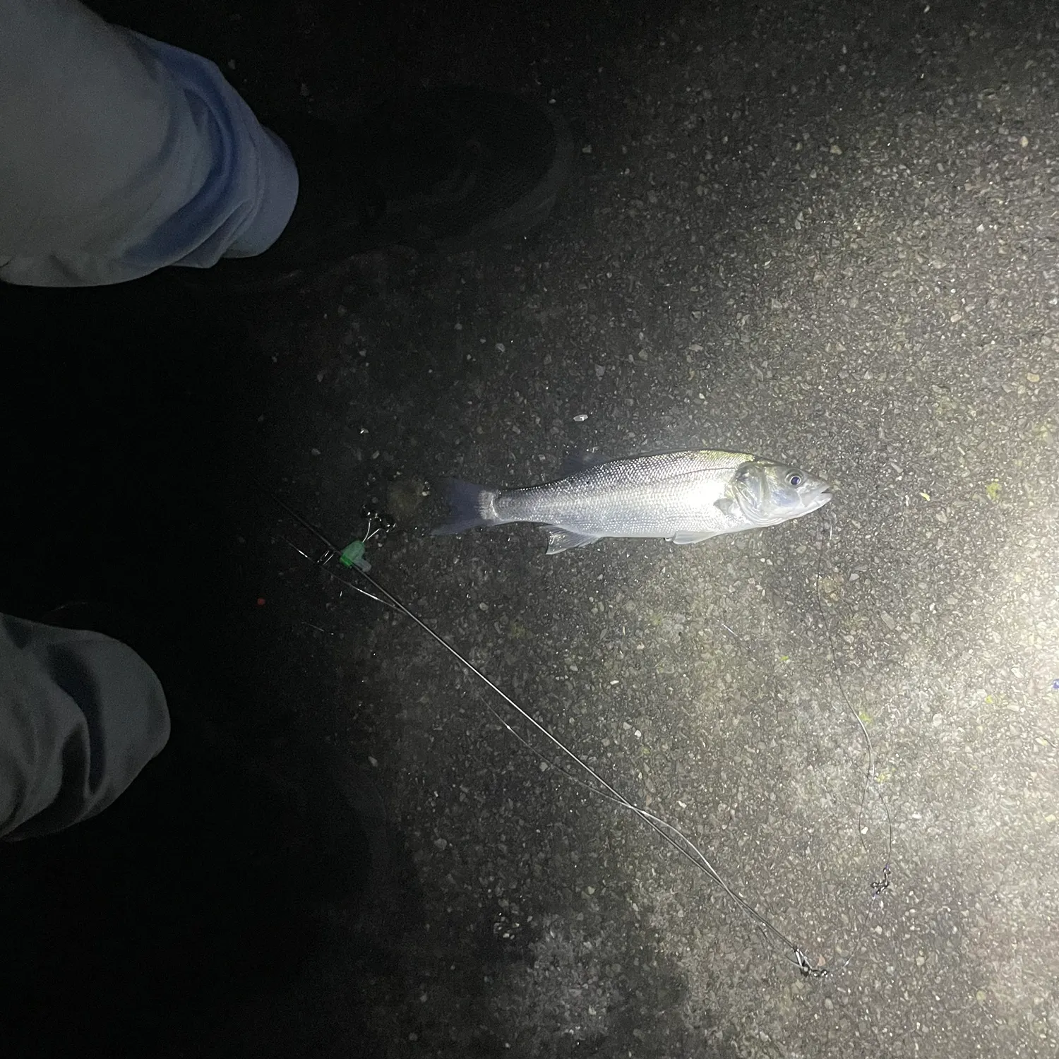 The most recent European seabass catches on Fishbrain