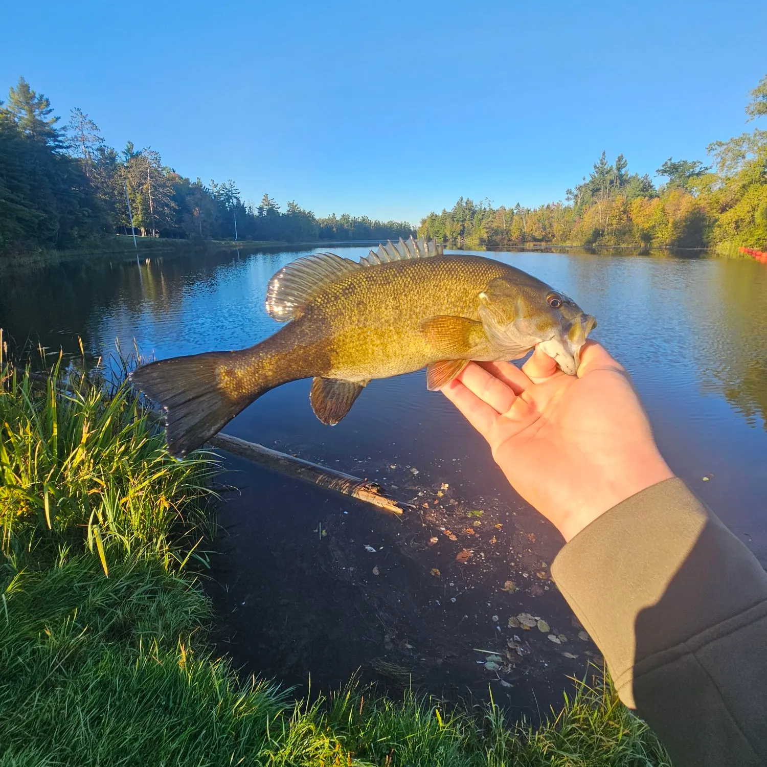 Smallmouth bass caught on Fishbrain