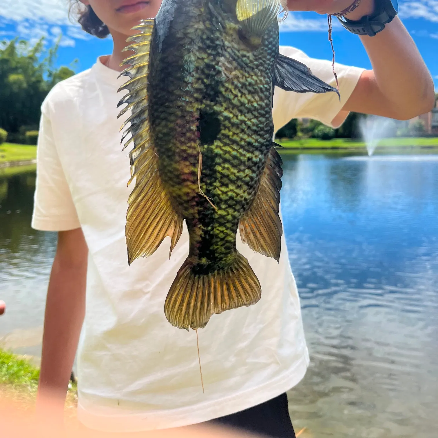 The most recent Turquoise cichlid catches on Fishbrain