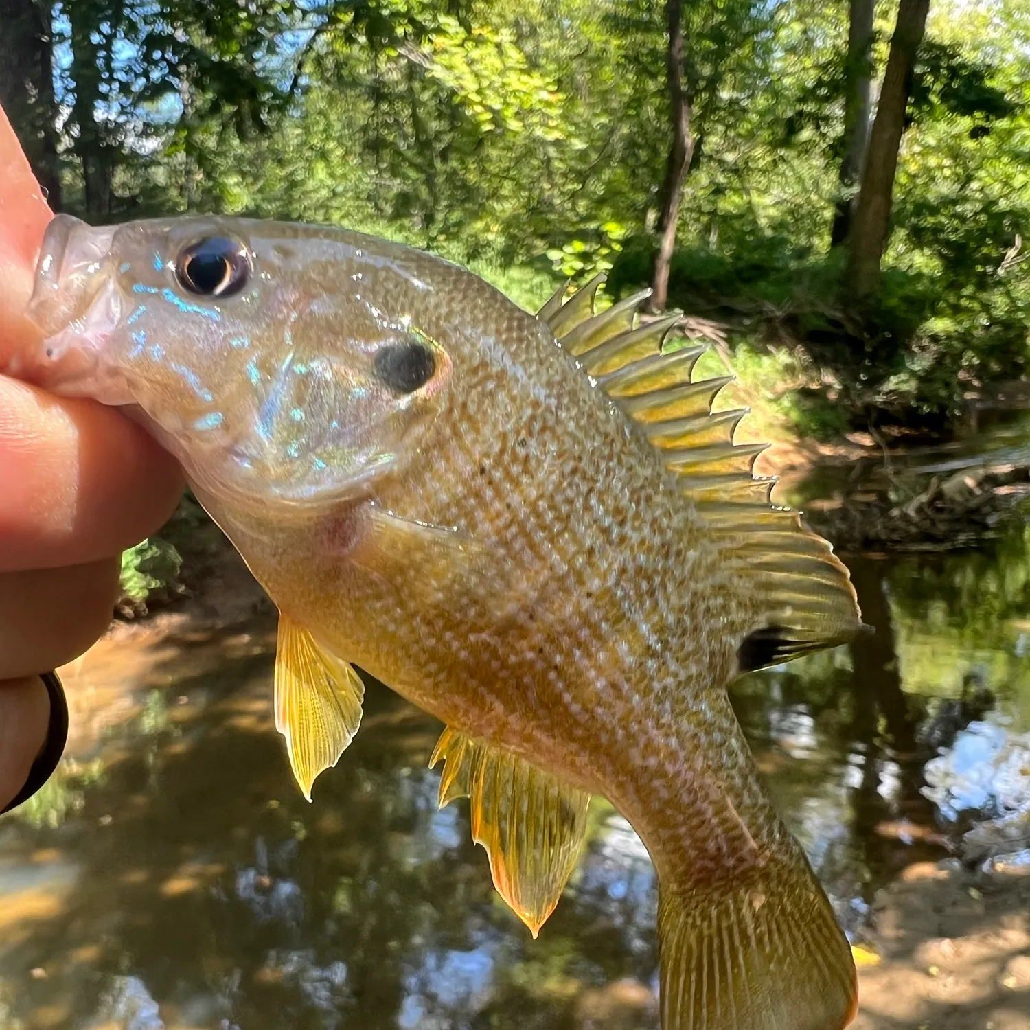 Green sunfish caught on Fishbrain