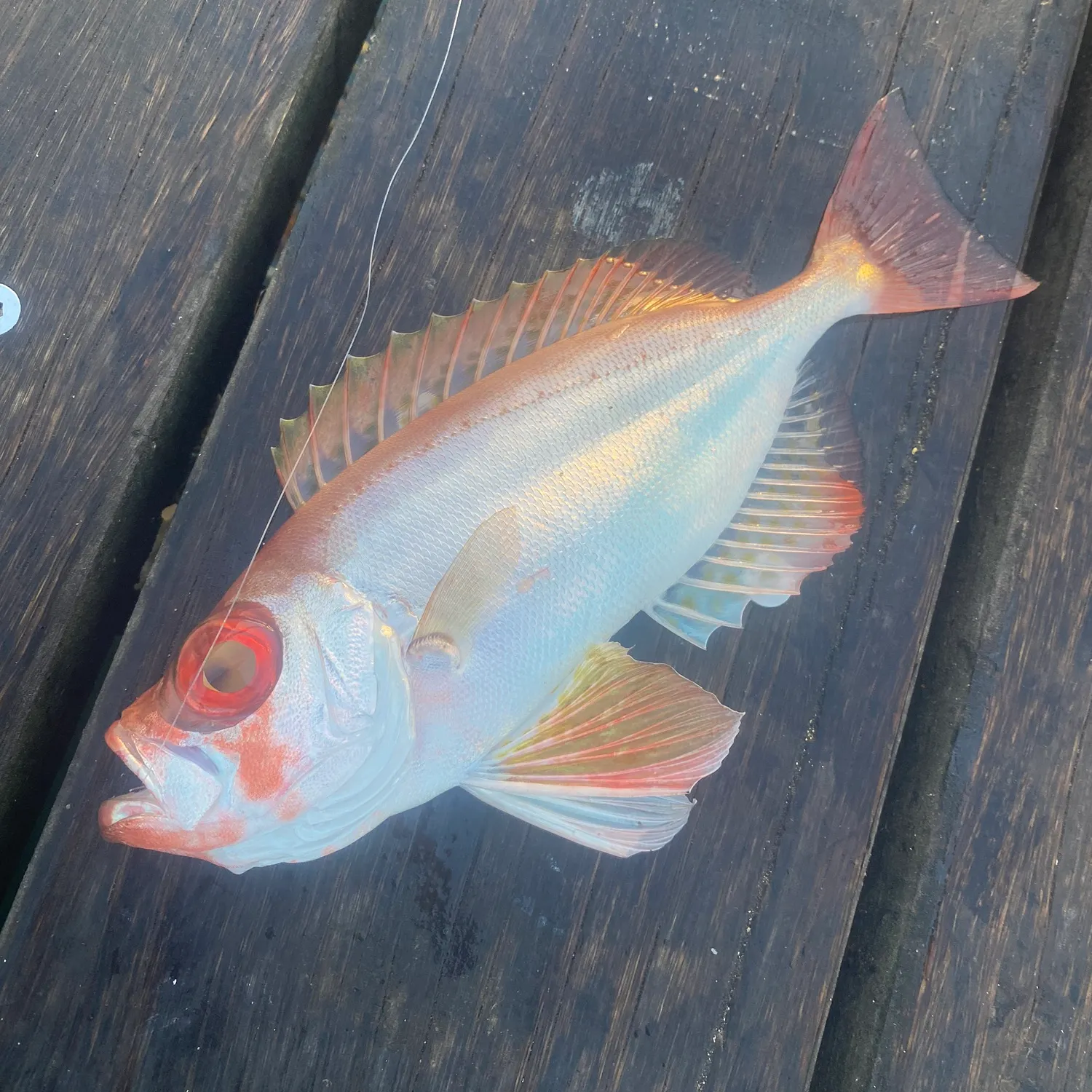 The most recent Red bigeye catches on Fishbrain