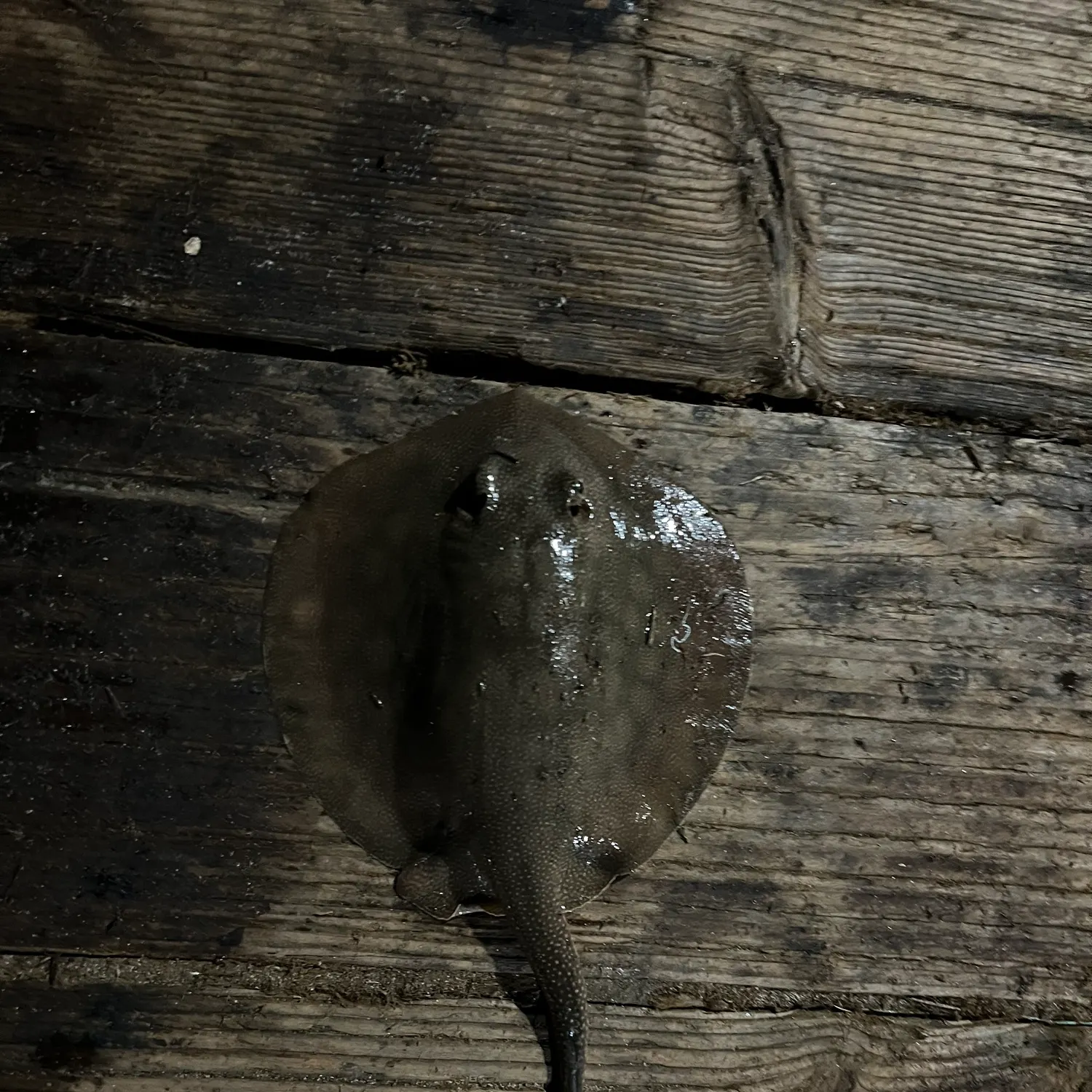 The most recent Haller's round ray catches on Fishbrain