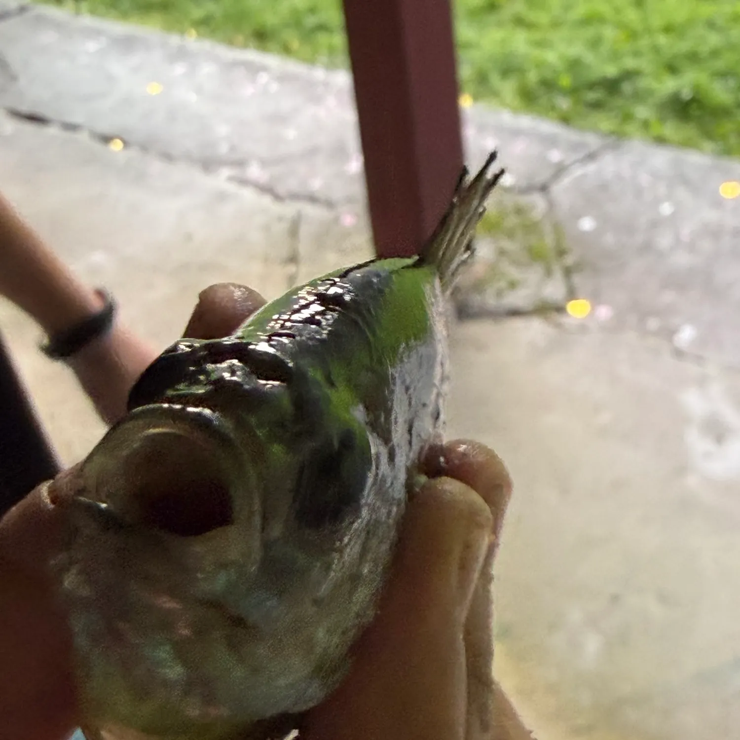 Bluegill caught on Fishbrain