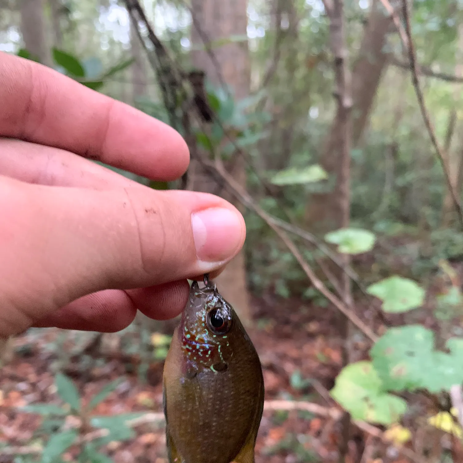 The most recent Dollar sunfish catches on Fishbrain
