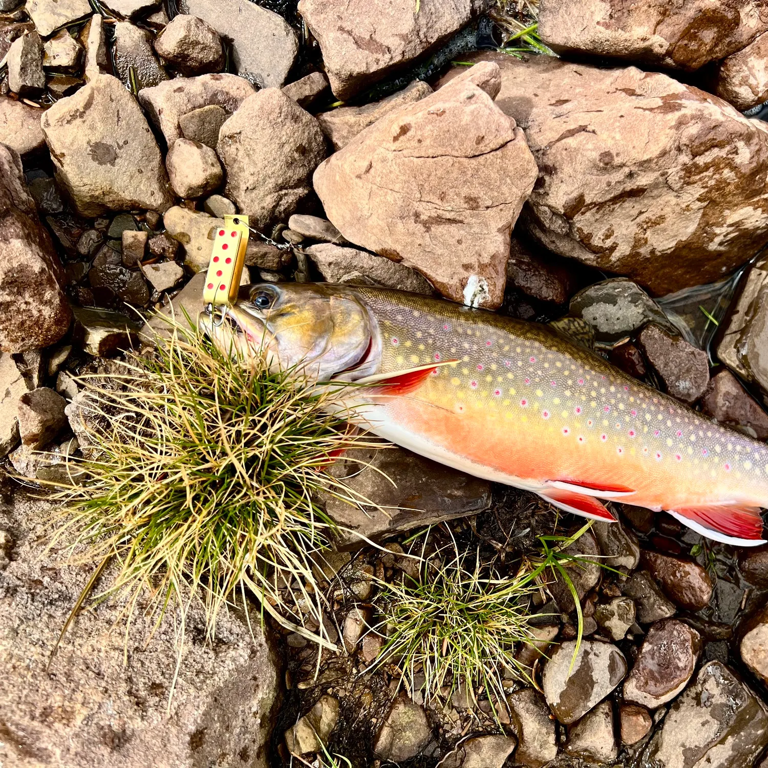 Brook trout caught on Fishbrain