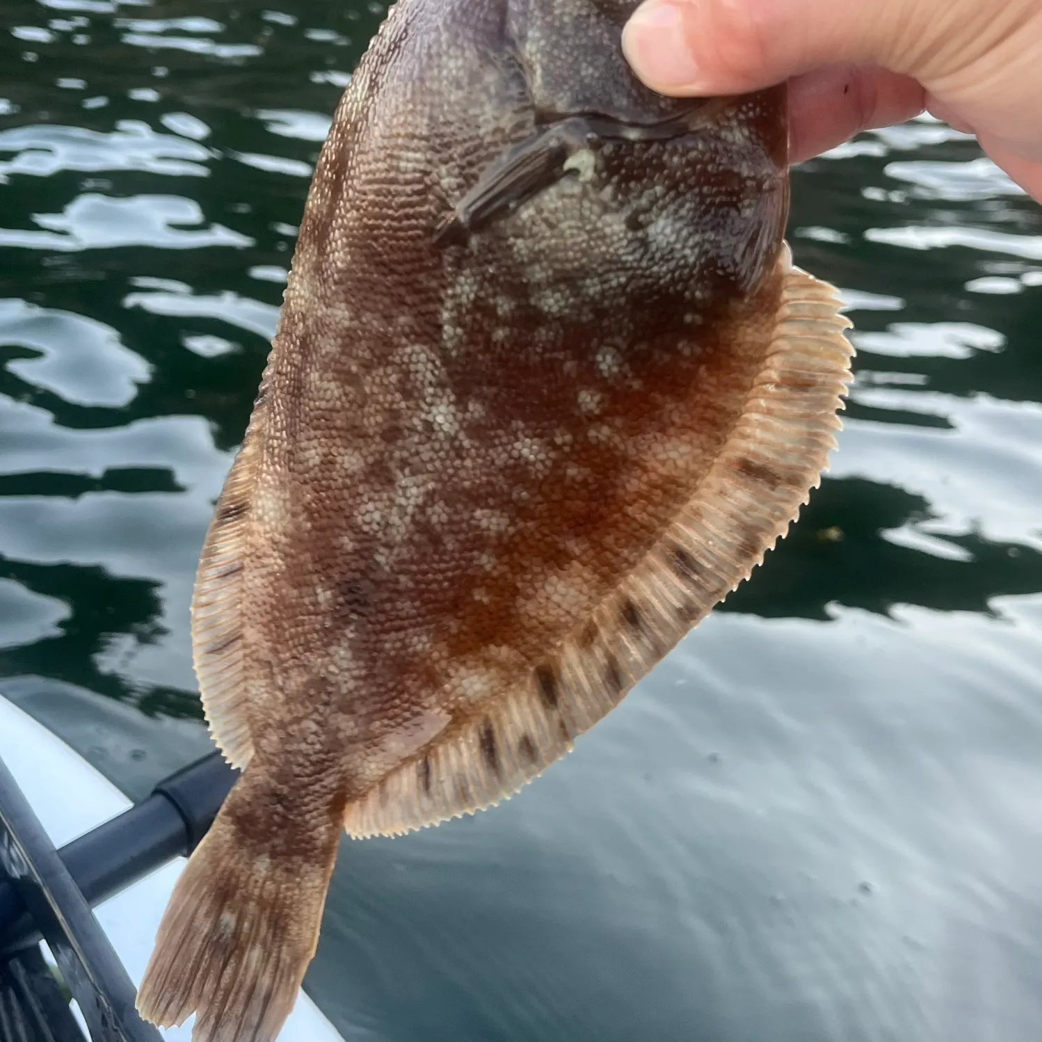 The most recent Northern rock sole catches on Fishbrain
