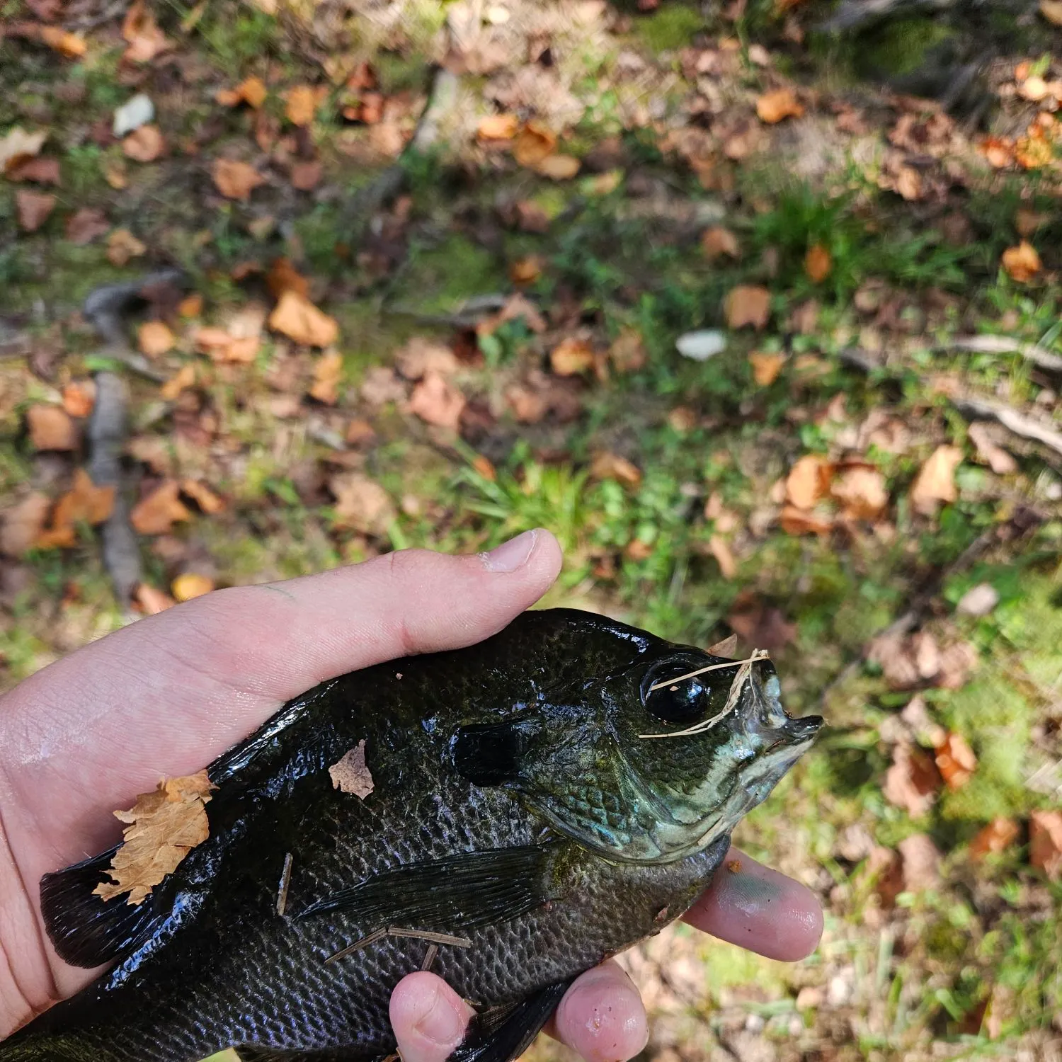 Bluegill caught on Fishbrain