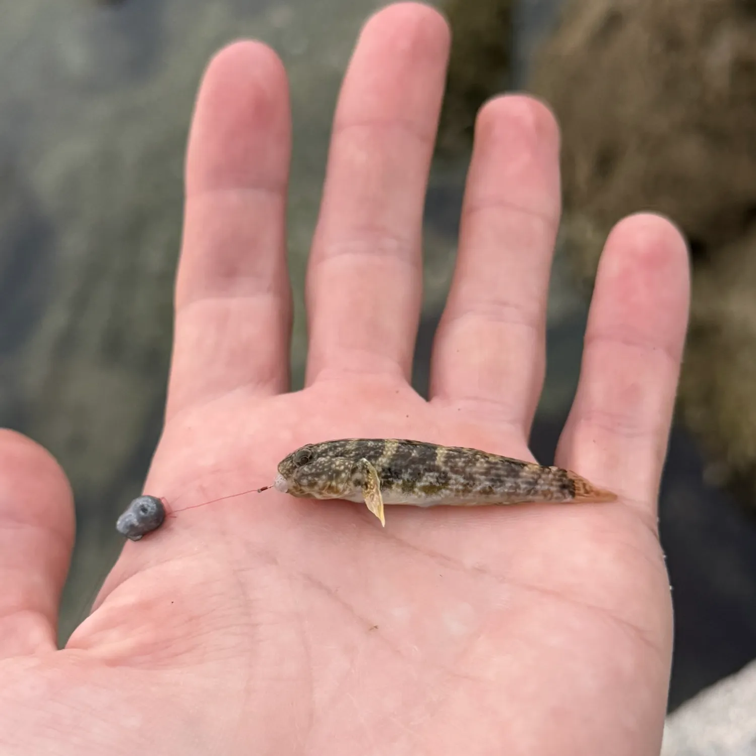 The most recent Antilles frillfin catches on Fishbrain