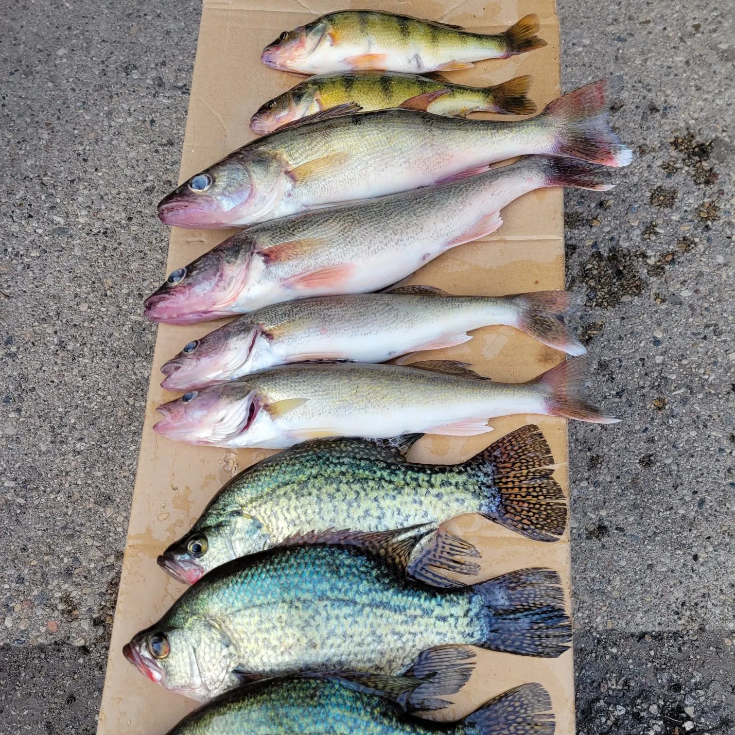 recently logged catches