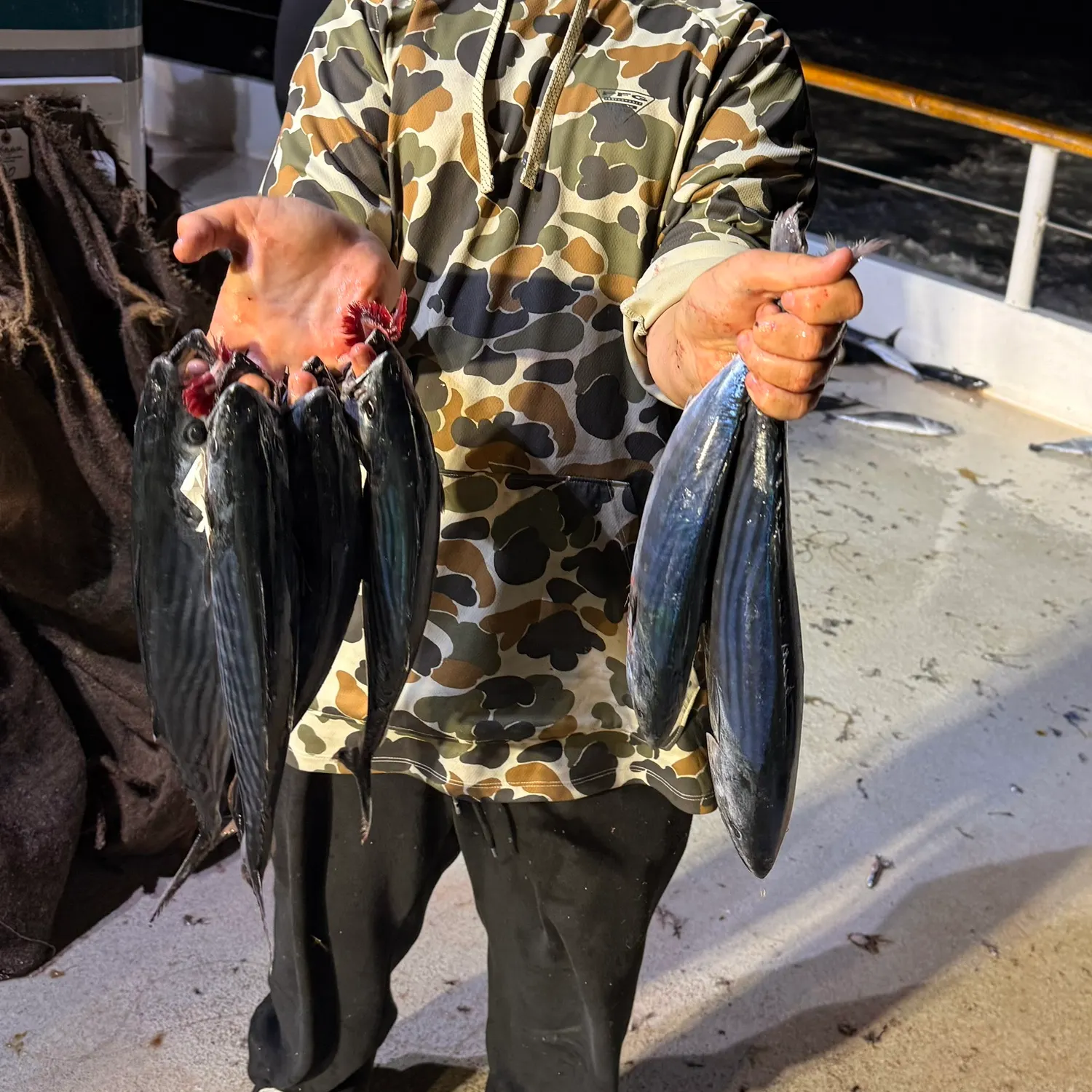 Pacific bonito caught on Fishbrain