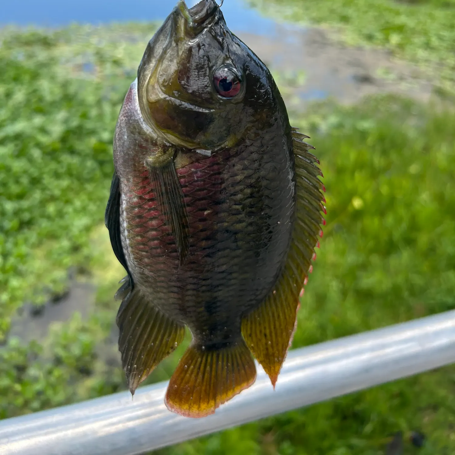The most recent Spotted tilapia catches on Fishbrain