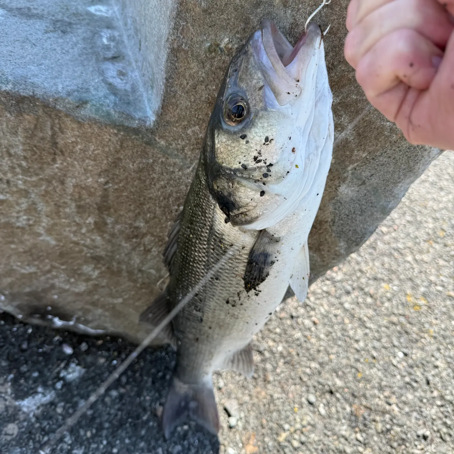 European seabass caught on Fishbrain