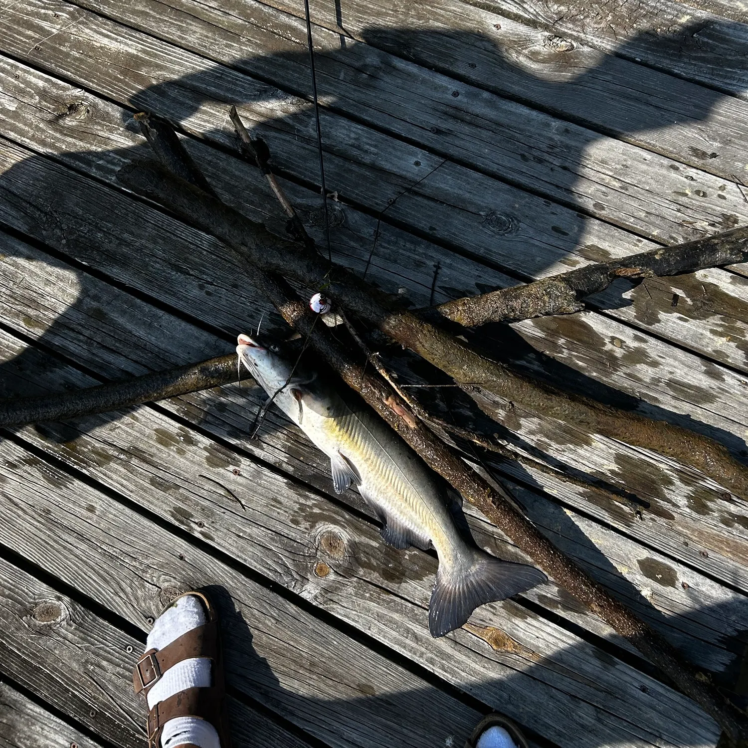 Channel catfish caught on Fishbrain