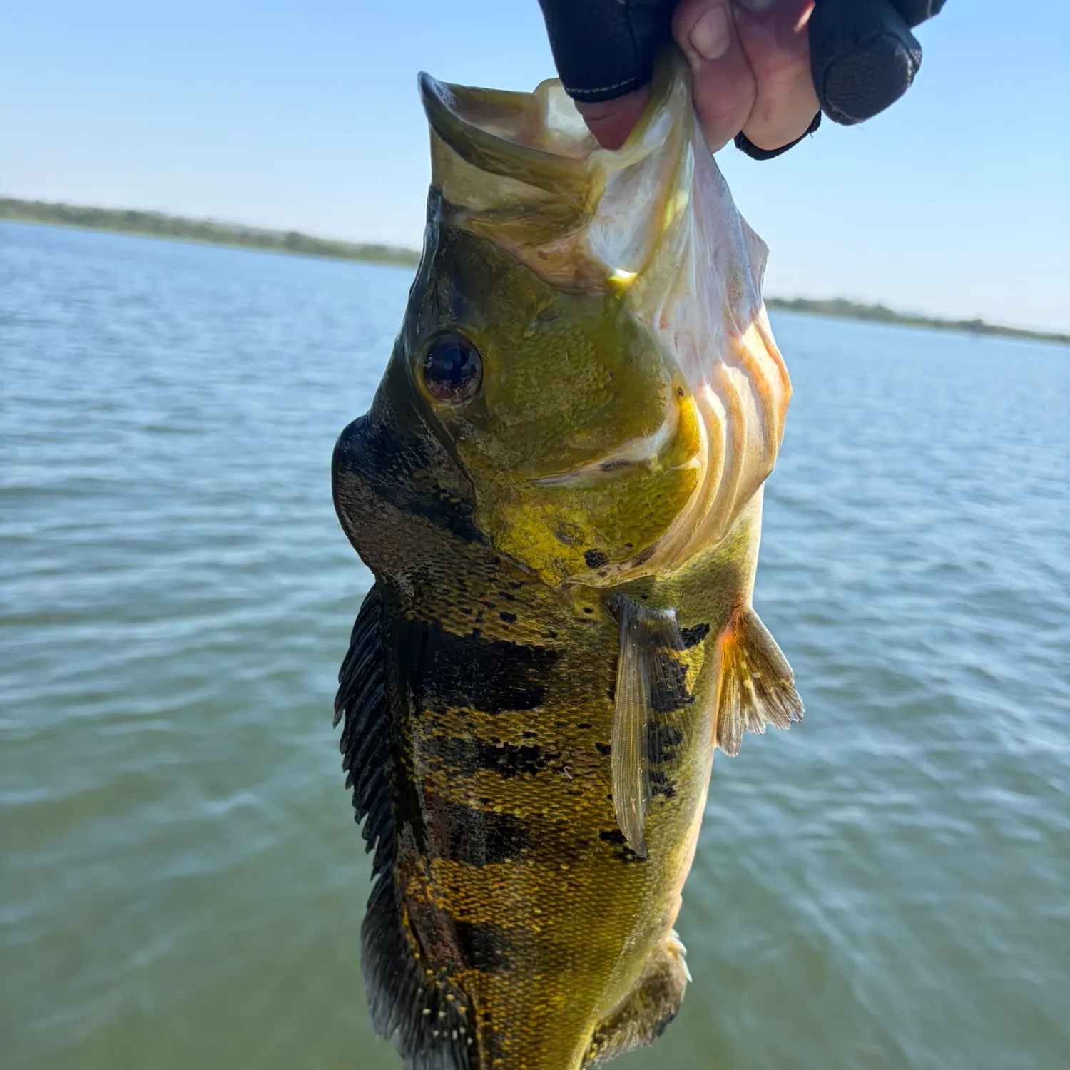 Kelberi peacock bass caught on Fishbrain