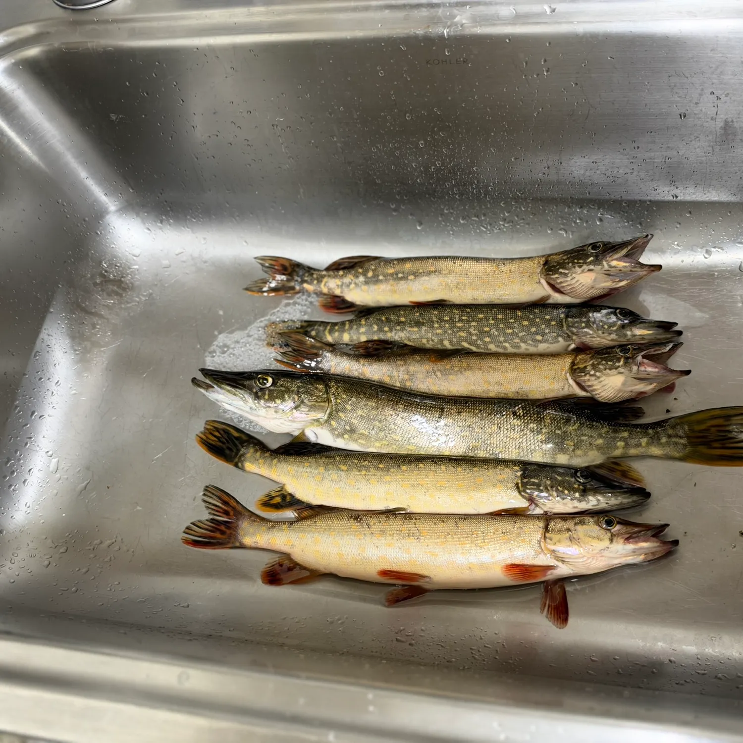 Northern pike caught on Fishbrain