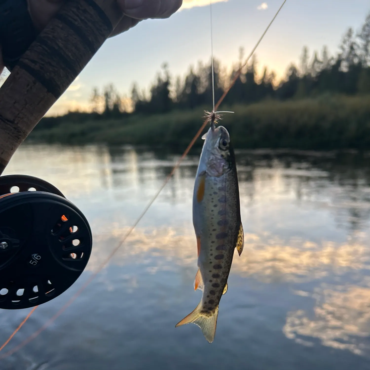 Rainbow trout caught on Fishbrain
