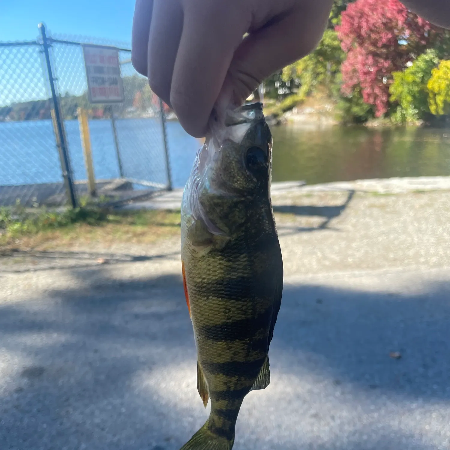 Yellow perch caught on Fishbrain