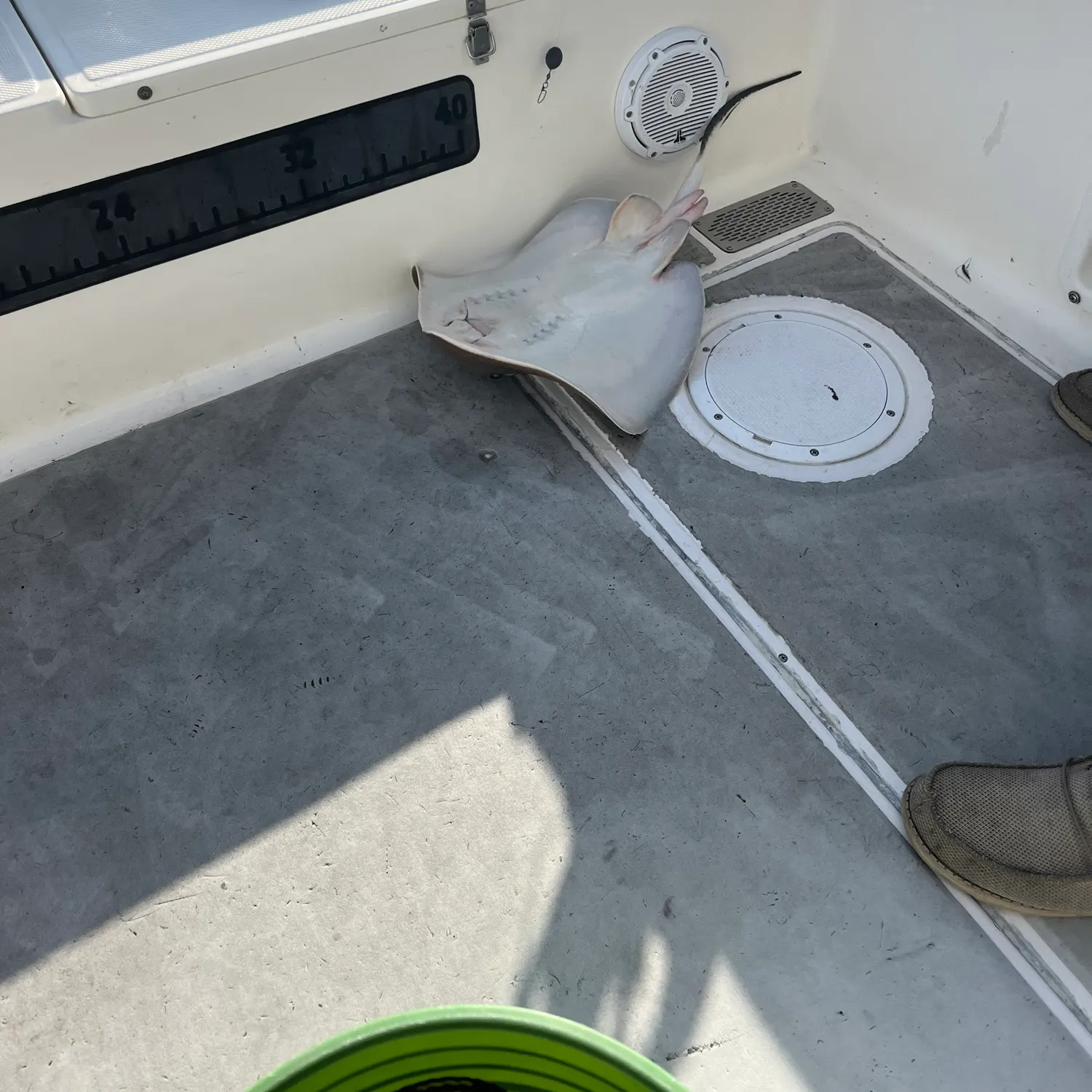 The most recent Bonnethead shark catches on Fishbrain