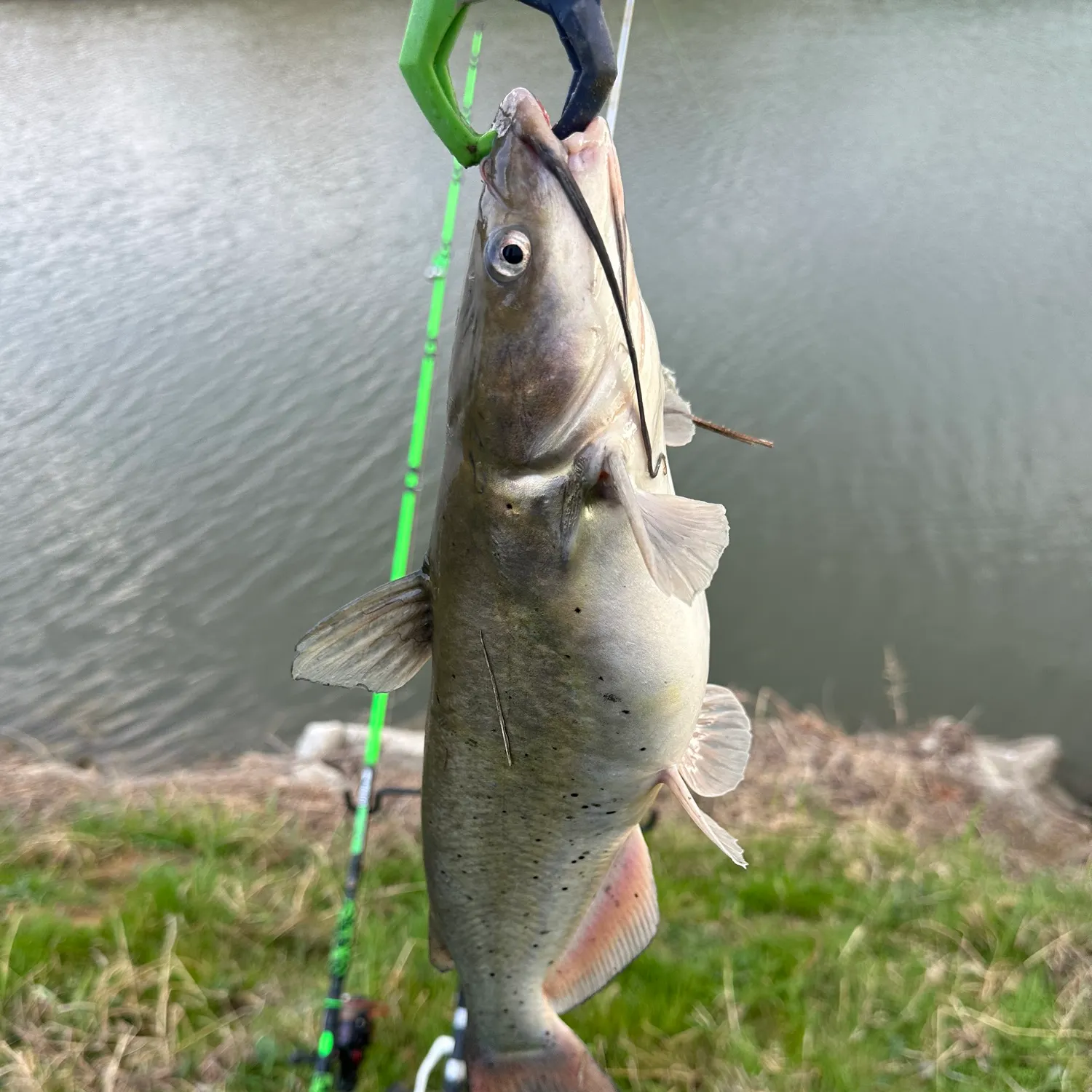 The most recent Channel catfish catches on Fishbrain
