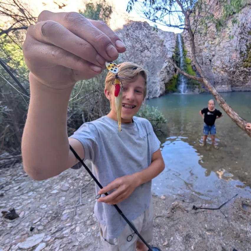 The most recent Fathead minnow catches on Fishbrain