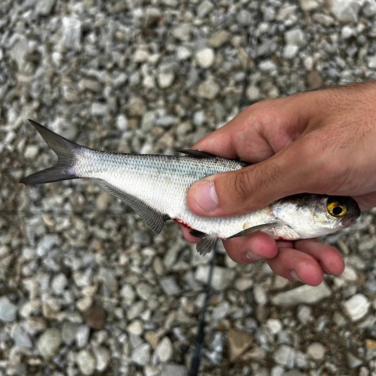 American gizzard shad caught on Fishbrain