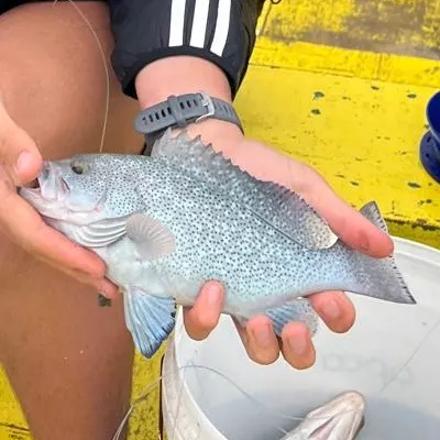 The most recent Speckled blue grouper catches on Fishbrain