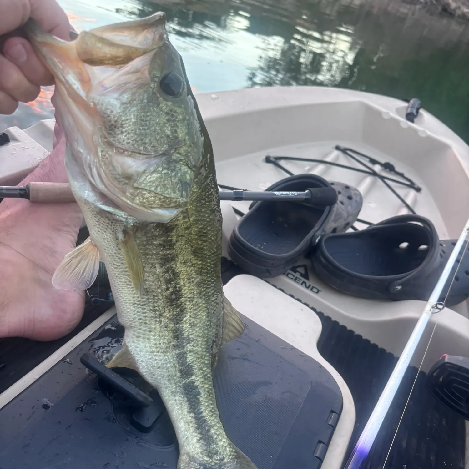 Largemouth bass caught on Fishbrain