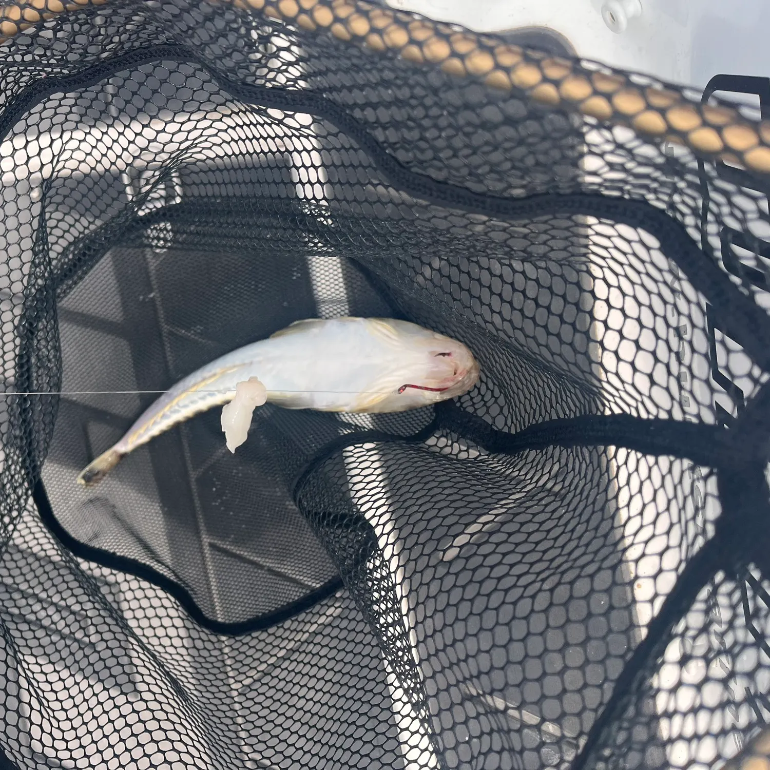 The most recent Sand flathead catches on Fishbrain