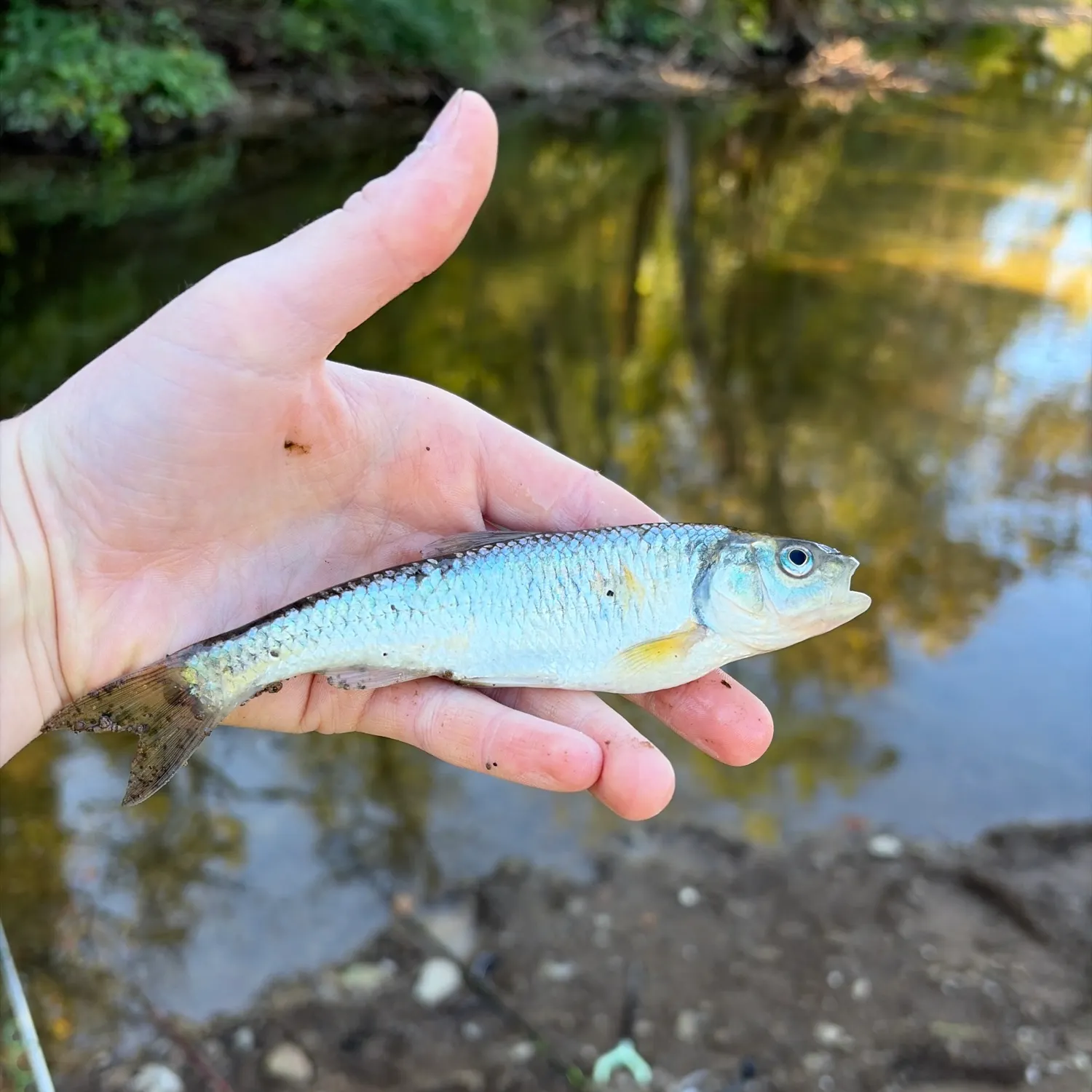 Striped shiner caught on Fishbrain