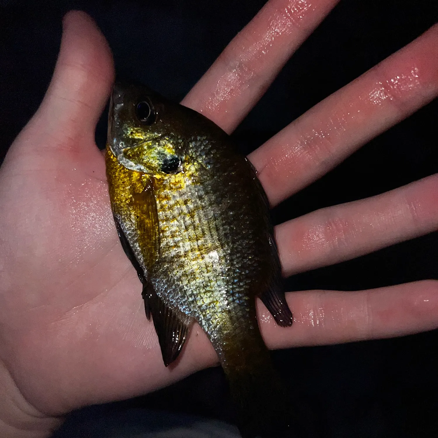 Bluegill caught on Fishbrain